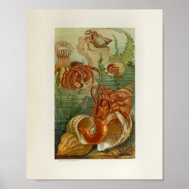 Skriv ut Hermit Crab Sea Anemone Marine Life Print Poster (Framsidan)