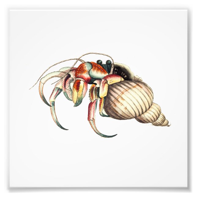 Skriv ut Hermit Crab Sea Ocean Beach Bathroom Fototryck (Framsidan)
