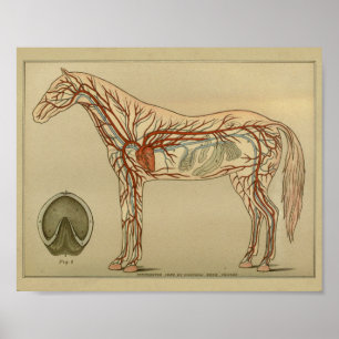 Skriv ut Horst Heart Artery Anatomy Poster