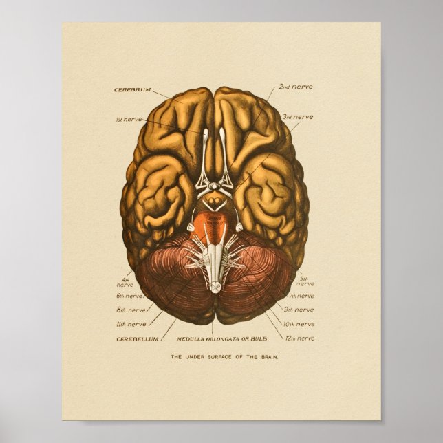 Skriv ut humana hjärnkraniella nerver för anatomi poster (Framsidan)