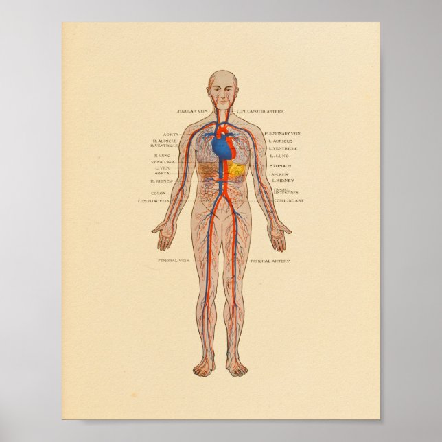 Skriv ut humant anatomi Hjärtat Arterier Poster (Framsidan)