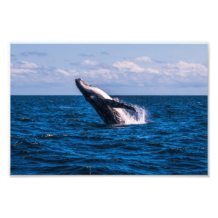 Skriv ut Humpback Whale Breaching Photo Print Fototryck