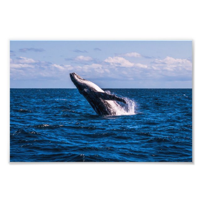 Skriv ut Humpback Whale Breaching Photo Print Fototryck (Framsidan)
