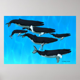 Skriv ut Humpback Whale-familjen Poster