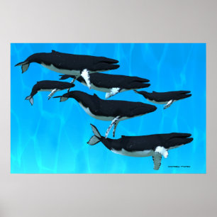 Skriv ut Humpback Whale-familjen Poster