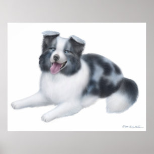 Skriv ut Hund Lycklig Blue Merle Gräns Collie Poster