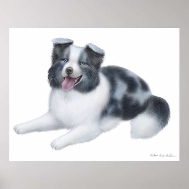 Skriv ut Hund Lycklig Blue Merle Gräns Collie Poster (Framsidan)