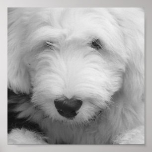 Skriv ut Hund Photo Poster Skriv ut