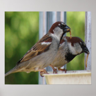 Skriv ut hungrig House Sparrows Poster