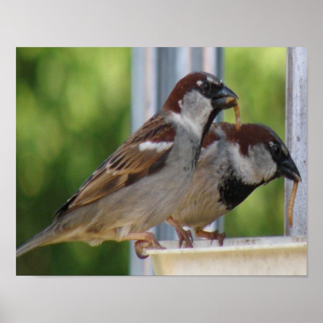 Skriv ut hungrig House Sparrows Poster (Framsidan)