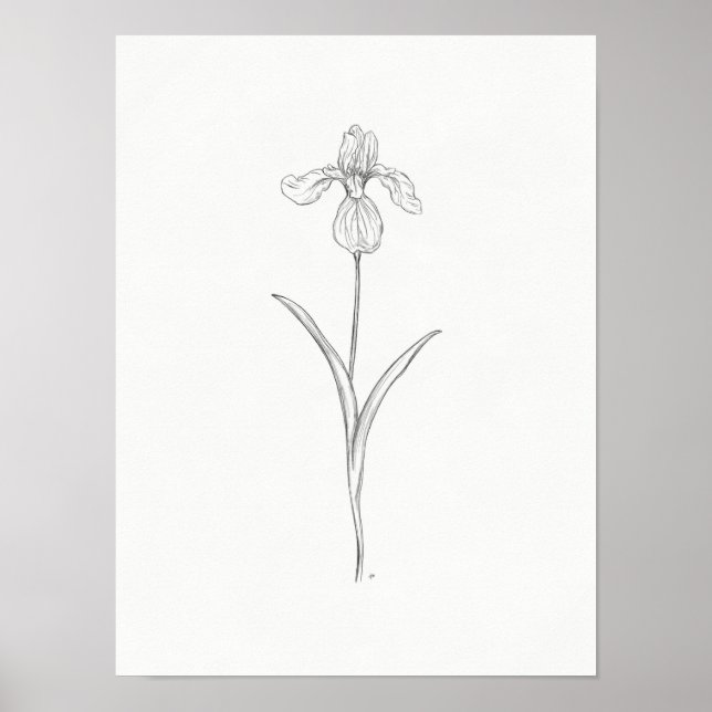 Skriv ut i Iris Flower Sketch Poster (Framsidan)