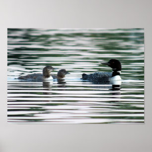 Skriv ut i Loon Family Poster