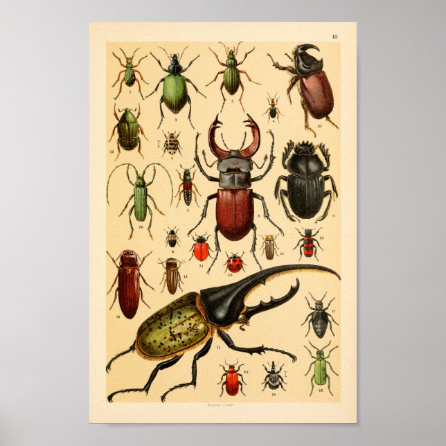 Skriv ut Insekter Beetles Collection Art Poster (Framsidan)