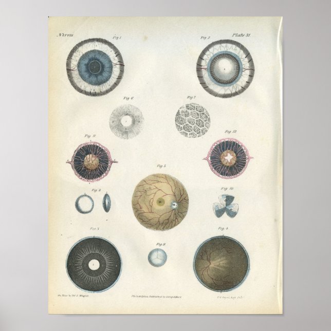 Skriv ut intern anatomi för Öga Poster (Framsidan)