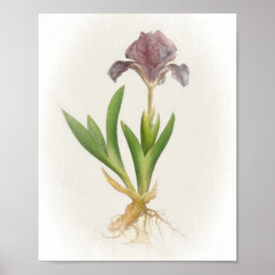 Skriv ut Iris Pumila Blommigt Poster