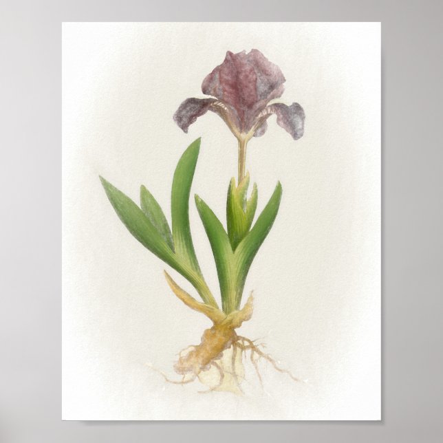 Skriv ut Iris Pumila Blommigt Poster (Framsidan)
