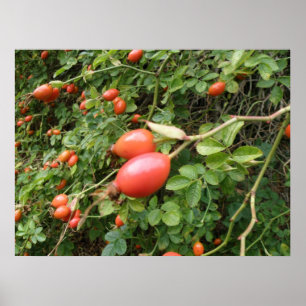 Skriv ut Juicy Röd ros Hips Poster
