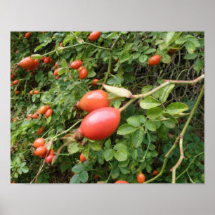 Skriv ut Juicy Röd ros Hips Poster