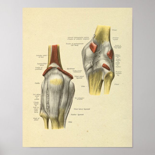 Skriv ut Knee Ligaments Joint Anatomy Bones Poster (Framsidan)
