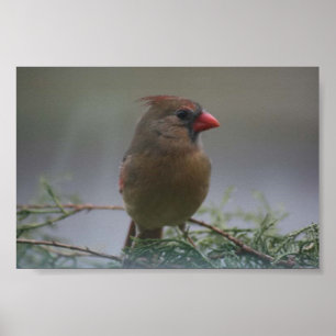 Skriv ut kvinnligt kardinalfoto poster