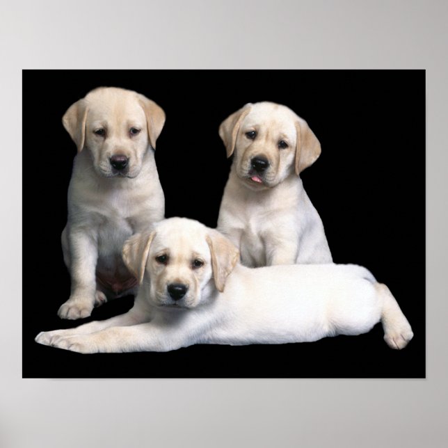 Skriv ut Labrador Retriever-valpar Poster (Framsidan)