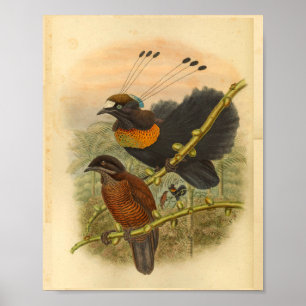 Skriv ut Lawe's Birds of Paradise Vintage Färg Poster