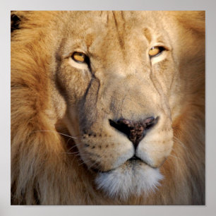 Skriv ut lejon Bilder Poster