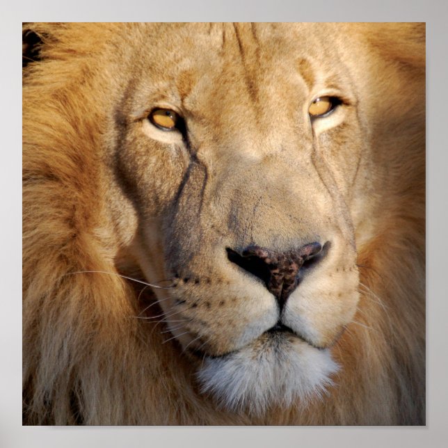 Skriv ut lejon Bilder Poster (Framsidan)