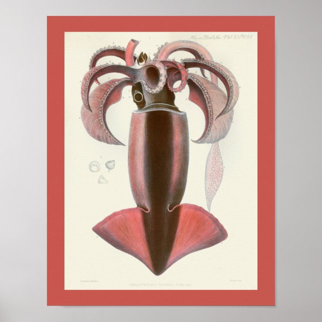 Skriv ut Lila Cephalopod Sea Creatures Art Poster (Framsidan)