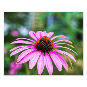 Skriv ut lila Kon-blomning Fototryck