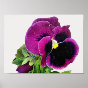 Skriv ut lila Pansy Poster