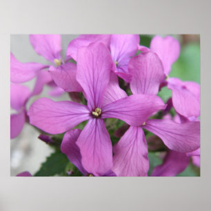 Skriv ut lila Wildblommor Poster