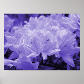 Skriv ut Lilac Lilies Poster