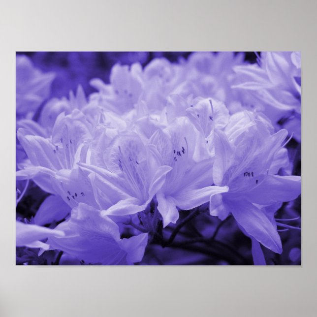 Skriv ut Lilac Lilies Poster (Framsidan)