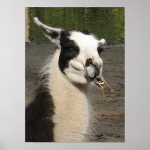Skriv ut Llama Poster