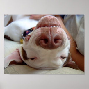 Skriv ut lycklig Hund Poster