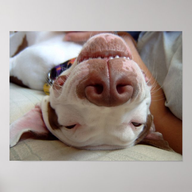 Skriv ut lycklig Hund Poster (Framsidan)