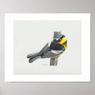 Skriv ut Magnolia Warbler Art Poster