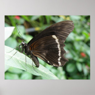 Skriv ut makro Butterfly Poster