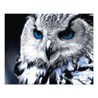Skriv ut med Blue Eyed Uggla Art Fototryck