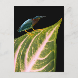 Skriv ut med Heron och Löv, Poster Pappert (projek Helg Vykort