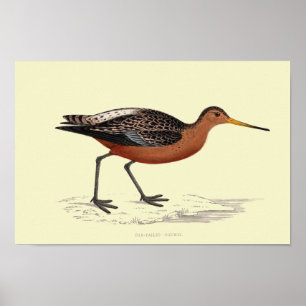 SKRIV UT MED pub TAILED GODWIT Poster