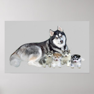 Skriv ut med siberian husky och valpar poster