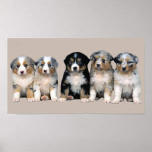 Skriv ut med valpar i australian shepherd poster