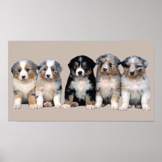 Skriv ut med valpar i australian shepherd poster (Framsidan)