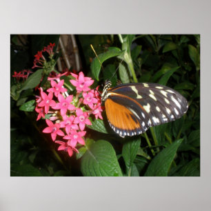 Skriv ut Monarch Butterfly Poster