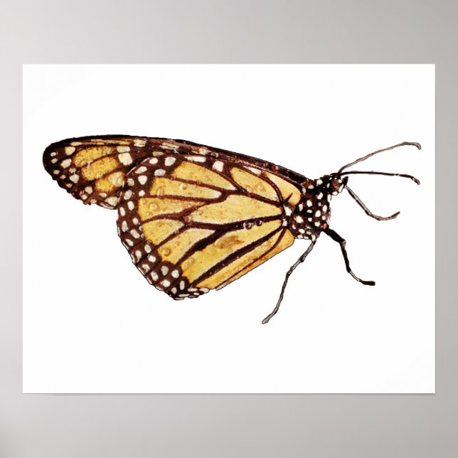 Skriv ut Monarch Butterfly Poster (Framsidan)