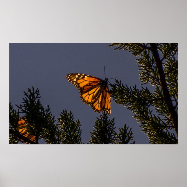 Skriv ut Monarch Butterfly Poster (Framsidan)
