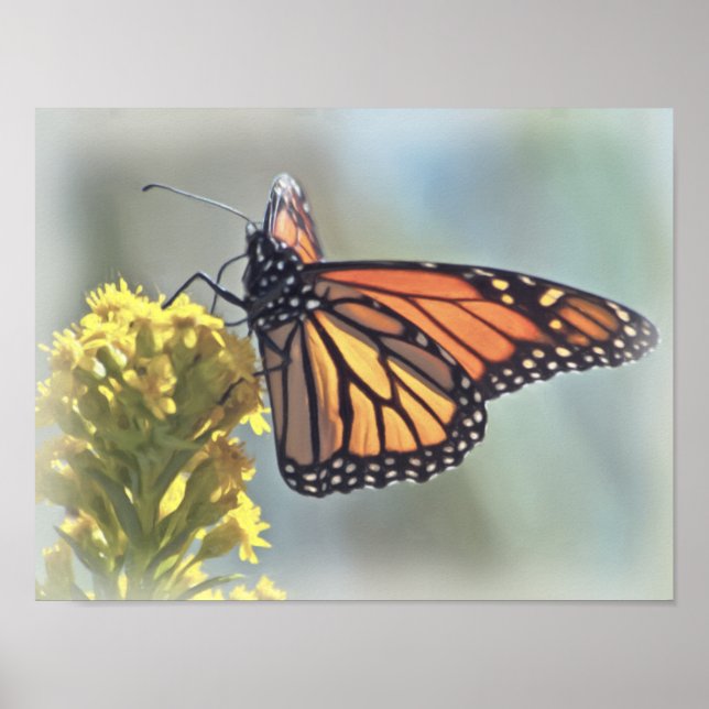 Skriv ut Monarch Butterfly Poster (Framsidan)