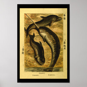 Skriv ut naturhistorik för delfinval för vintage poster